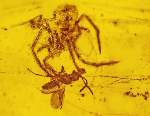 100-million-year-old-spider-attack-in-amber