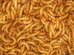 mealworms-replace-chicken-and-beef