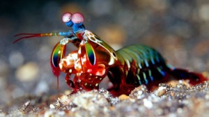 mantis-shrimp-hammer