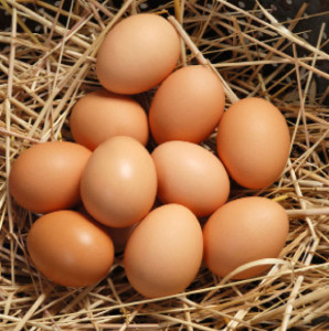 eggs-made-from-plants