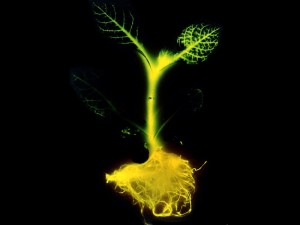 plants-that-glow-synthetic-biology